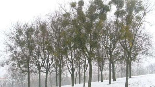 Chełm: Czy pasożyt szkodzi drzewom?