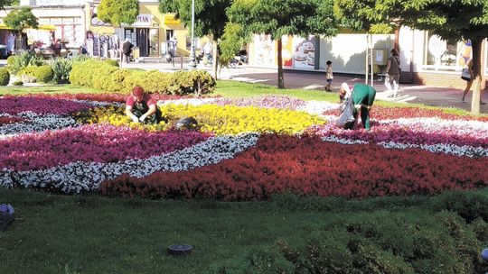 Chełm i Hrubieszów w rankingu Terra Flower Power