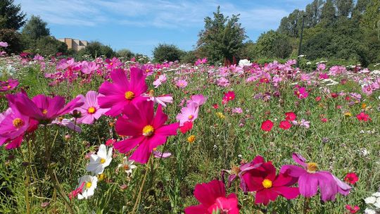 Chełm: Koronawirus wstrzymał wysiew łąk kwietnych 
