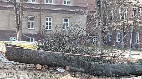 Chełm: Na ul. Stephensona likwidują jemiołę, a przy I LO pod topór poszły stare drzewa