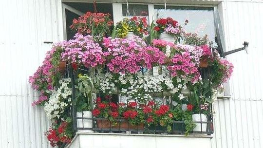 Chełm: Najpiękniejszy balkon wybrany