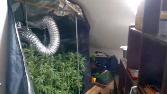 Chełm: Namiot pełen marihuany w mieszkaniu 24-latka (wideo)