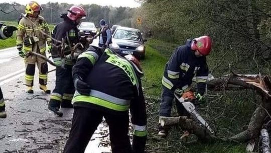 Chełm: Powalone drzewa na drogach. Strażacy mają, co robić 