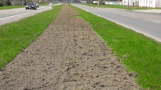 Chełm: Szykują się do zasiania najdłuższej łąki kwietnej 