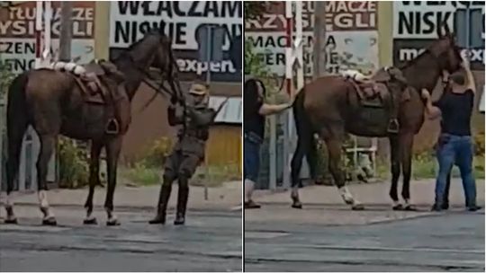 Chełm: Ułan w kłopocie, bo koń zaparł się na torach. Zaczęły zamykać się rogatki [wideo]