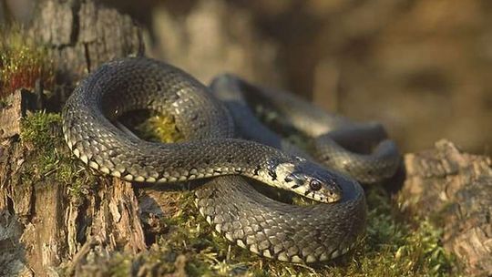 Chełm: Wąż w szpitalu, strażacy w akcji