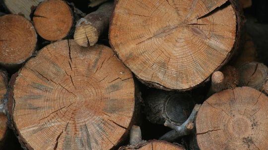 Chełm: Wytnij sobie przydrożne drzewo. Na opał