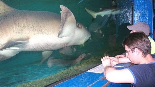 Chełmianie oko w oko z żarłaczem. Przyjechało mobilne akwarium