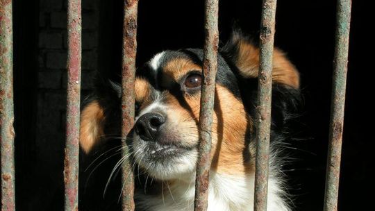 Chełmskie schronisko dla zwierząt bez strony internetowej