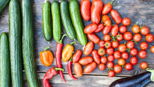 Chętnie jemy pomidory i ogórki. Mniej chętnie kapustę i buraki