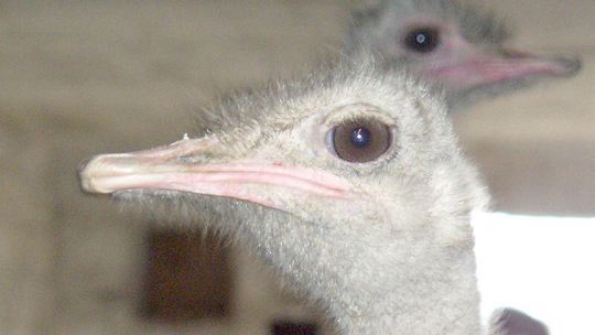 Chętnych na strusie brak