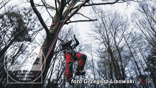 "Chirurdzy drzew" podpowiedzą włodawianom, jak dbać o miejską zieleń