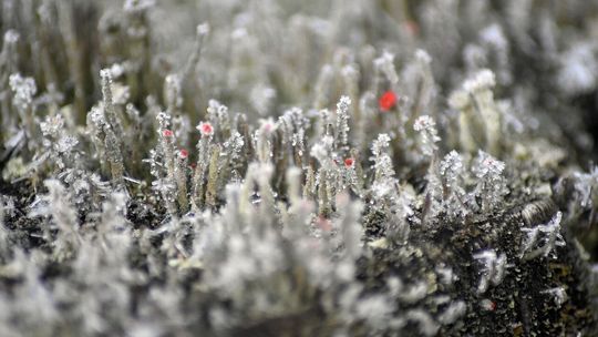 Chłodna noc przed nami. Ostrzeżenie IMGW dla regionu