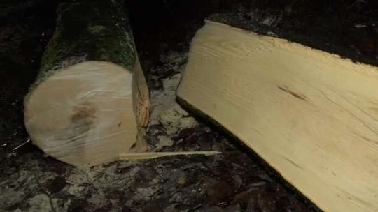 Chłopiec zginął w aucie, na które spadło drzewo [wideo]