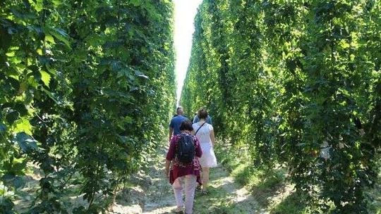 Chmiel z naszego regionu poleciał do Włoch. PINTA uwarzy piwo