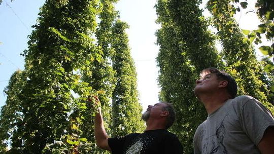 Chmielobranie 2016: Impreza w krainie chmielu i dobrego piwa (zdjęcia)