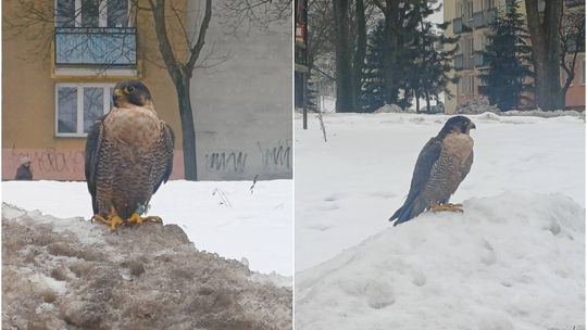 sokolica Chmielowa na hałdzie śniegu