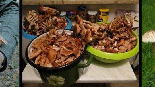 Chodzisz na grzyby? Pochwal się swoimi zbiorami (zdjęcia)