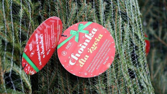 Choinka za krew. Dawcy nie muszą już kupować drzewka