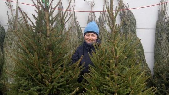 Choinki w Lublinie: Jakie ceny za świerki i jodły. Pielęgnacja choinek