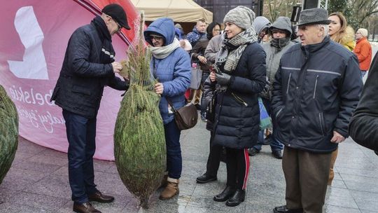 Choinki za dary dla potrzebujących. Marszałek rozdawał świerki [zdjęcia]