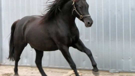 Cholewianka: 11-latka spadła z konia. Helikopter zabrał ją do szpitala