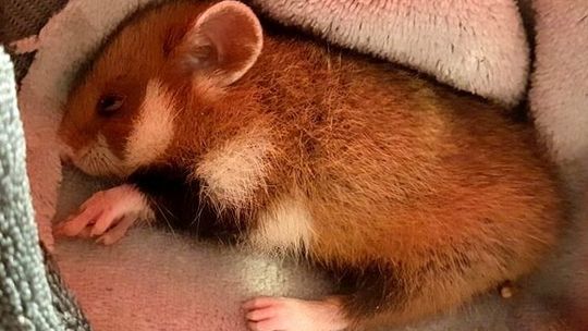 Chomik europejski pod opieką Leśnego Pogotowia. Maluchów w ośrodku jest więcej