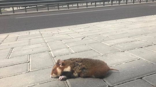 Chomik europejski. Śpioch i mieszczuch zagrożony wyginięciem