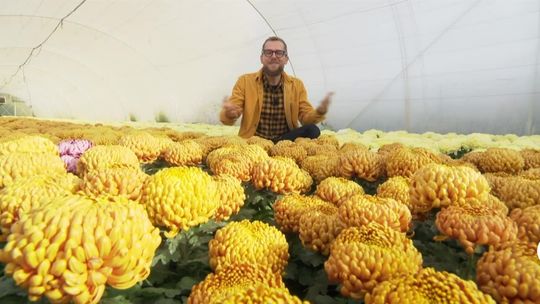 Chryzantemy. Jakie kwiaty wybrać, żeby kwitły jak najdłużej