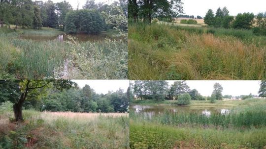 Chwalą się zabytkowym parkiem, ale nie tym, że jest zarośnięty. Jak tłumaczy to gmina?