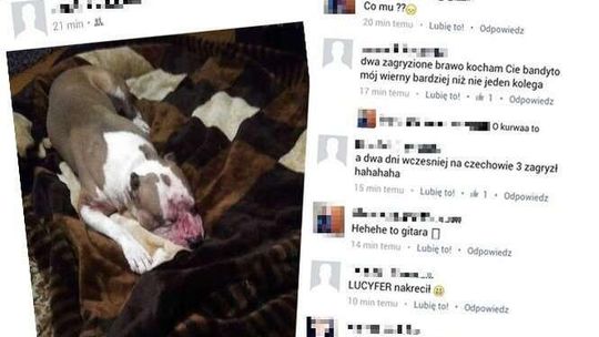 Chwali się w internecie, że jego pies zagryza inne zwierzęta. Kiedyś pracował dla schroniska