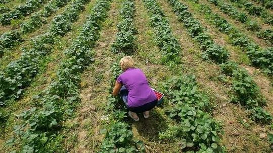Chwasty, przędziorek, truskawki. Będą uczyć plantatorów
