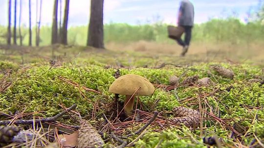 Ciekawe fakty o grzybach. Dlaczego lepiej nie łączyć ich z alkoholem?