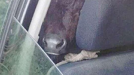 Cielę jechało w audi