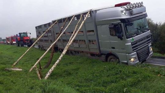 Ciężarówka przewożąca 176 świń przechyliła się nad rowem
