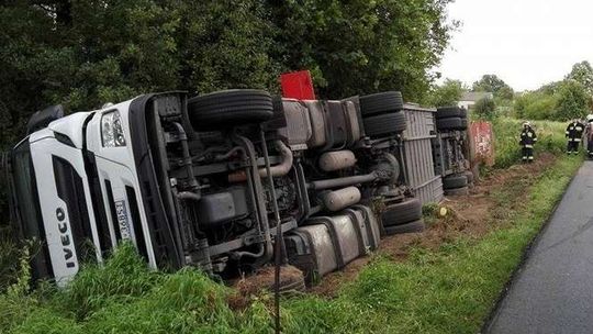 Ciężarówka w rowie, przewoziła 25 byków (wideo)