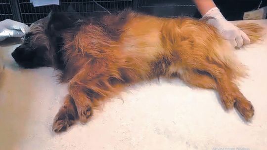 Ciężko ranny pies czekał godzinami na pomoc. Urzędnik zapłaci za brak serca