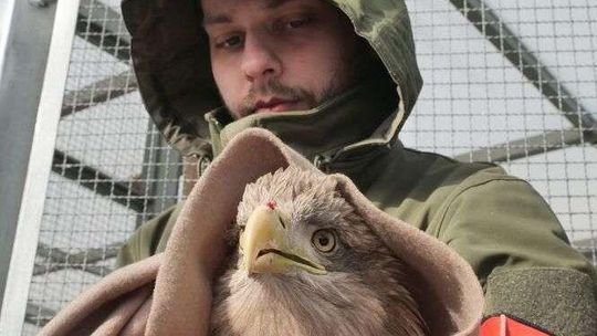 Ciężko zatrute bieliki na leczeniu w Lublinie. Samiec już prawie zdrowy, samica walczy o życie