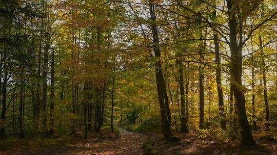 „Cisza w cenie” – czy goście hotelowi są gotowi płacić za brak bodźców?