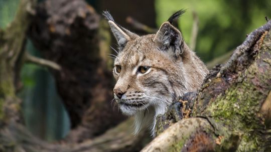 Cleo II nie żyje. Trwają poszukiwania sprawcy zastrzelenia młodego rysia