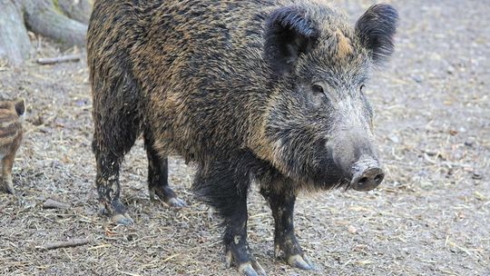 Co by się stało, gdyby wybić wszystkie dziki w Europie? Pomysł marszałka województwa lubelskiego