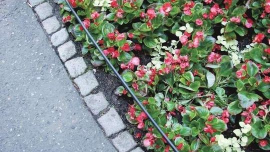 Co i gdzie wyrośnie? Można jeszcze zgłaszać pomysły do zielonego budżetu obywatelskiego