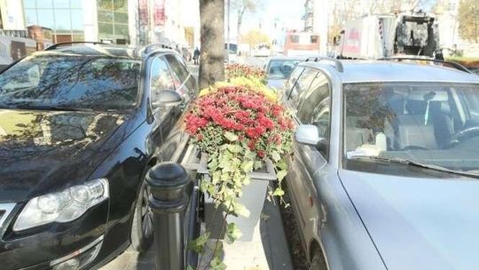 Co jest ważniejsze: samochody czy kwiaty? Kierowcy się skarżą. "Ubyło miejsc"