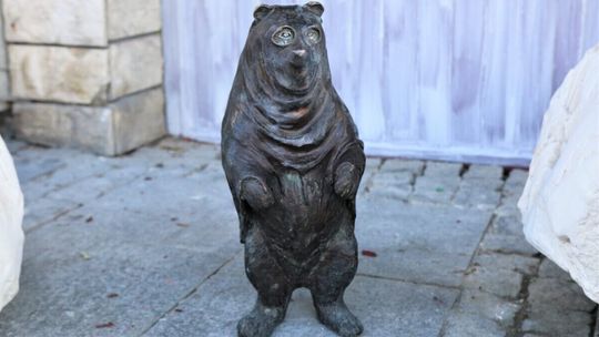 Co krok, to niedźwiadek. W mieście pojawi się ich jeszcze jedenaście