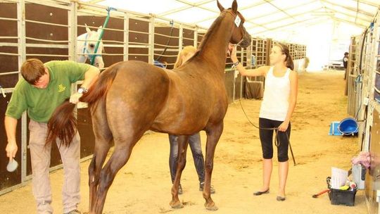 Co NIK znalazł w stadninie w Janowie?