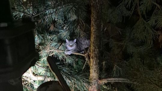 Co robi kot na wysokości 6 metrów na drzewie? Czeka na strażaków 