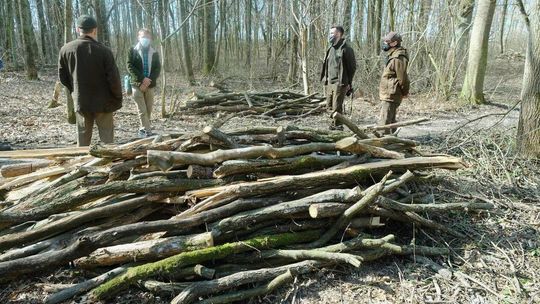 Co się dzieje w Starym Gaju? Ekolodzy piszą o wycince drzew, nadleśnictwo zaprzecza [zdjęcia]