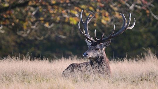 Co to za ryki w lesie? Spokojnie, to tylko rykowisko