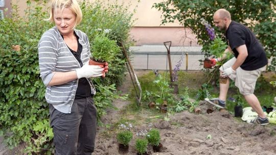 Co tu łączy sąsiadów? Hortensje i róże (zdjęcia)