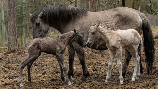 Co za radość! Dwie klaczki przyszły na świat w RPN